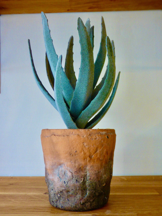 Flowers & Plants Mountain Aloe 15102