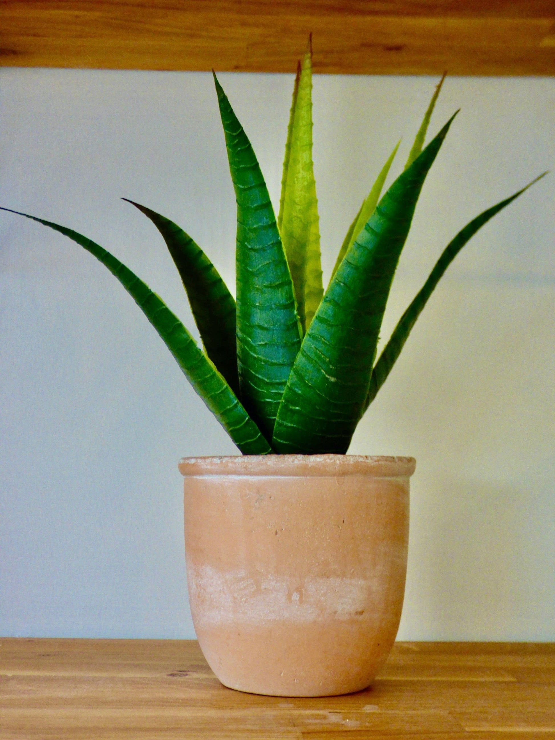 Flowers & Plants Aloe in Terracotta Pot 16051